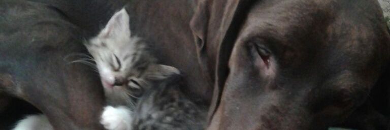 Donoth's profile banner image