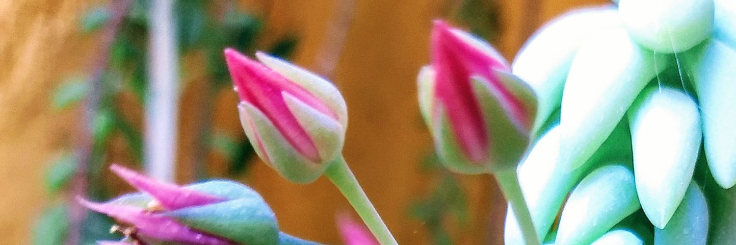 Ecologia Digital banner