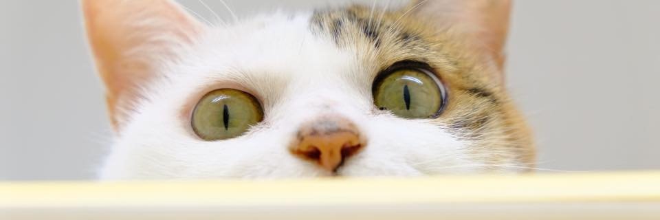 jbvp_forum's profile banner image