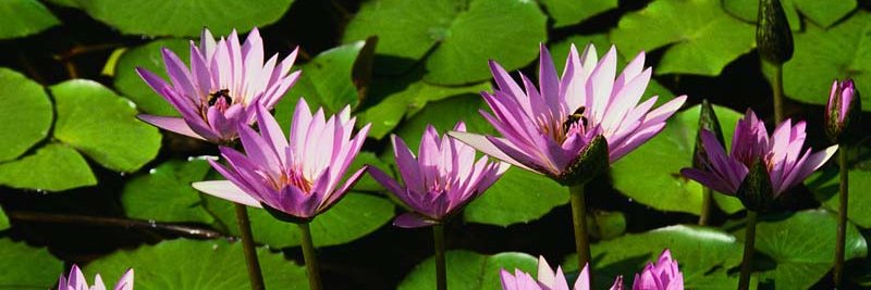 Pat Phillips-Hague banner