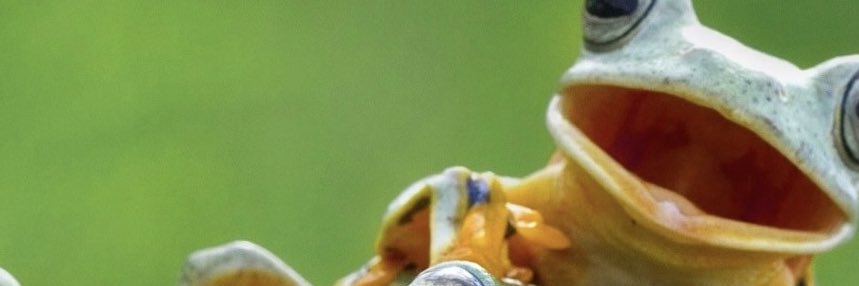 frustachaar's profile banner image