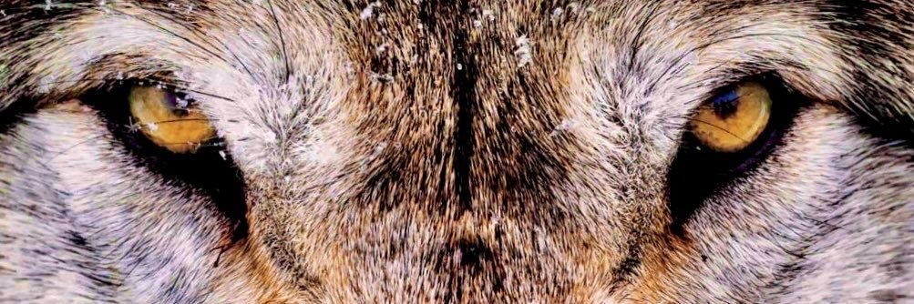 𝕯𝖎𝖆𝖌𝖔 ☾ banner