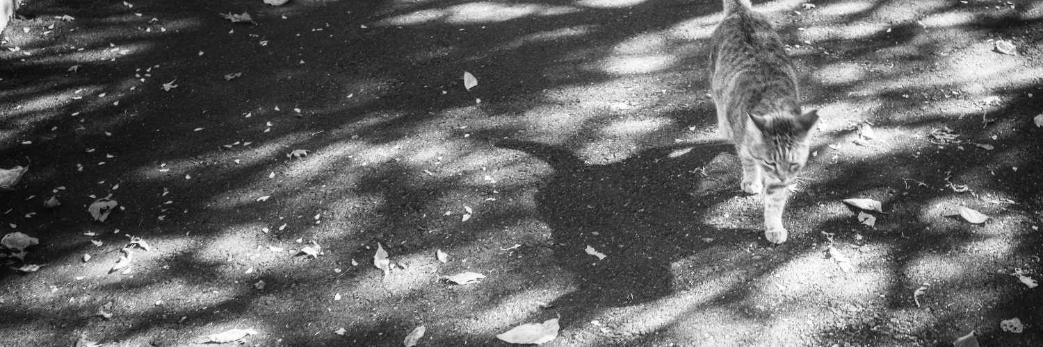 putiputi_owner's profile banner image