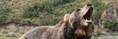 BEAR - Gaius Julius Caesar V 🪙⚡ banner