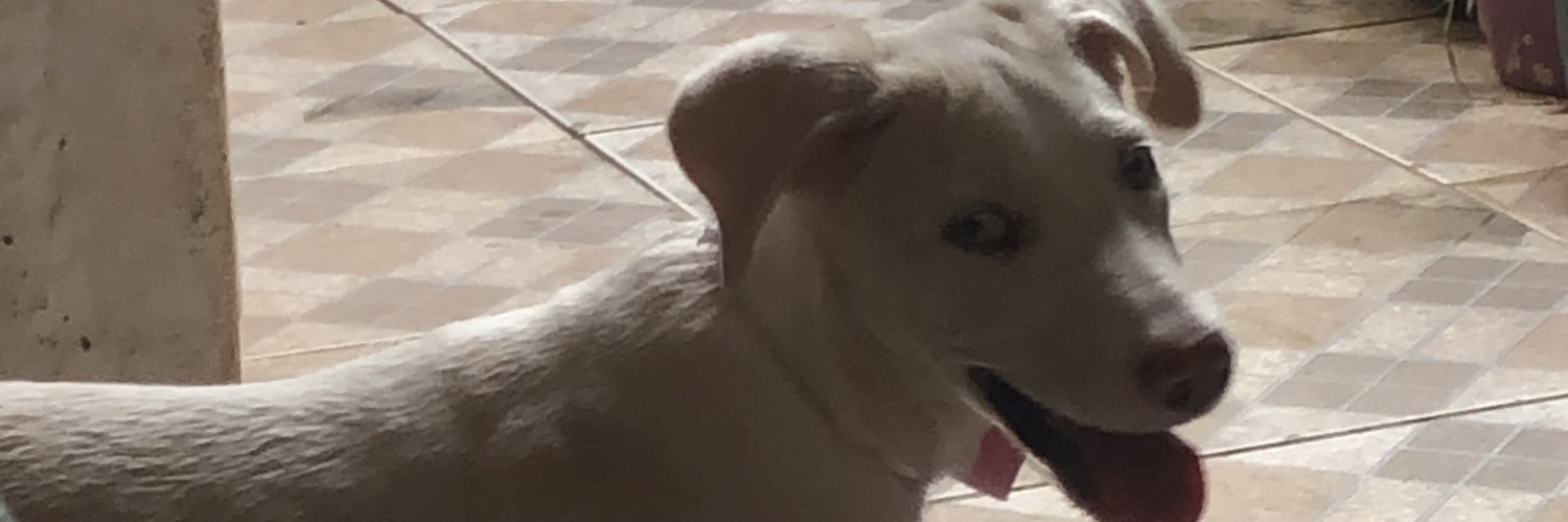gabsleit's profile banner image