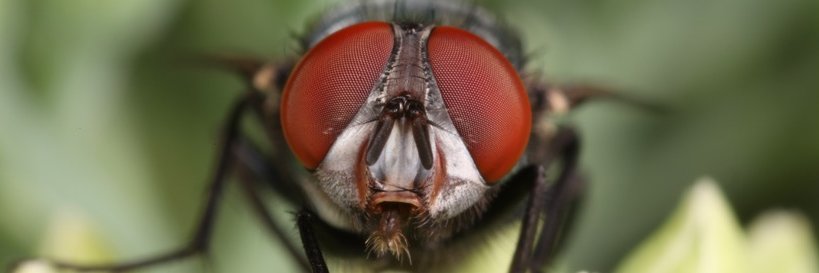 Dr. Bekka Brodie banner