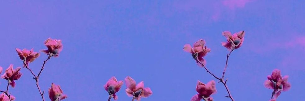 DianaML__'s profile banner image