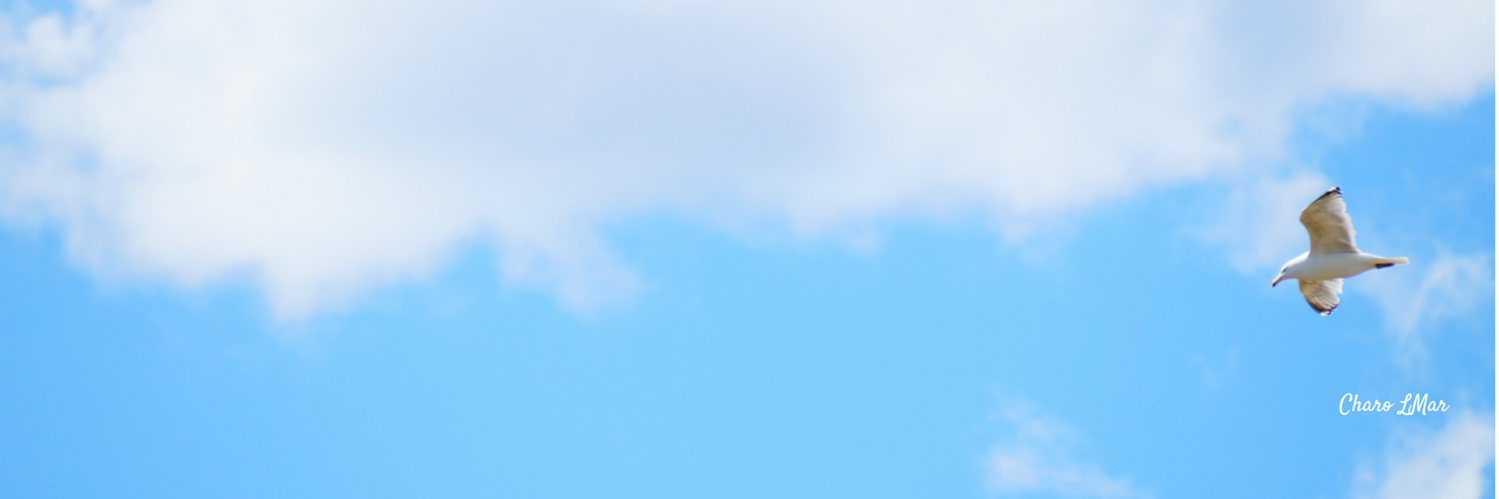 PetiteColibri's profile banner image
