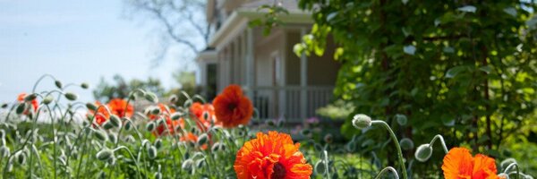 PrimoMaine Profile Banner