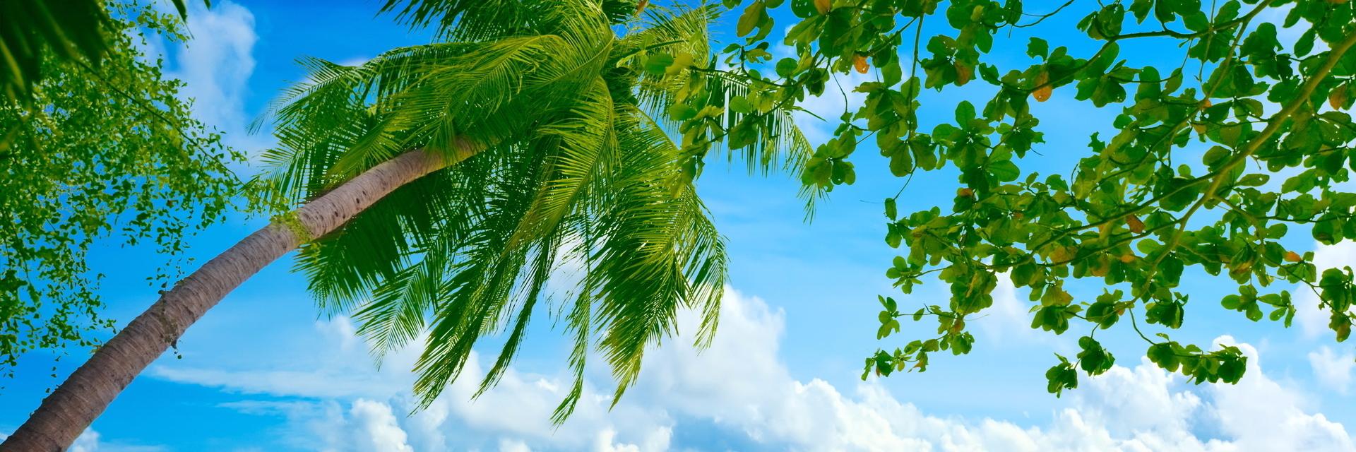 Evitablonda's profile banner image