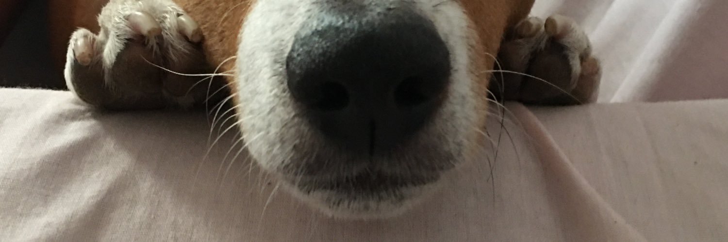 SofiaNovillo's profile banner image