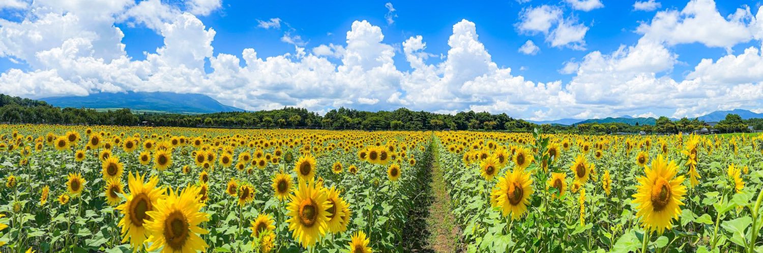 lemoned_1213's profile banner image
