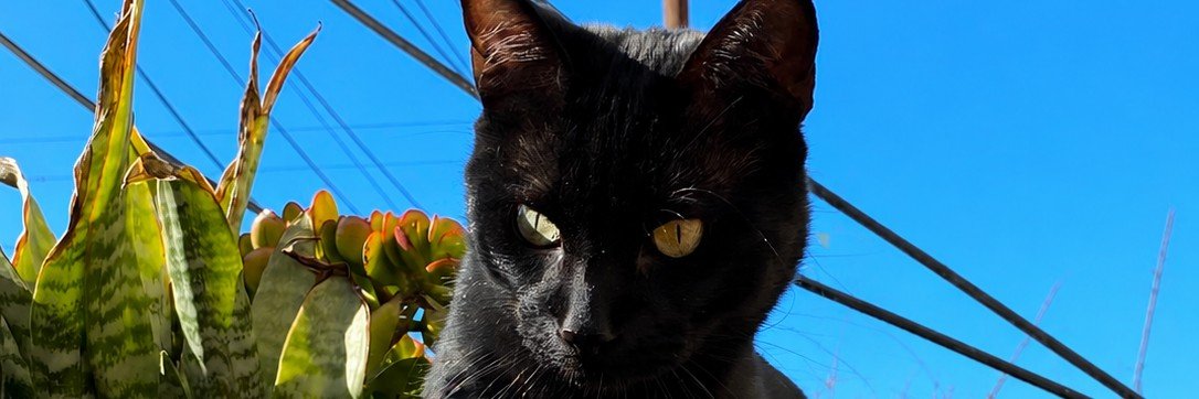 perfectn5w's profile banner image