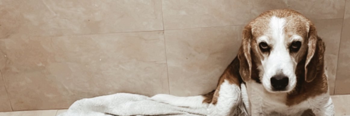 gsemper's profile banner image