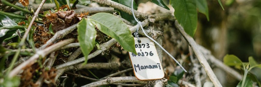 manamincoffee's profile banner image