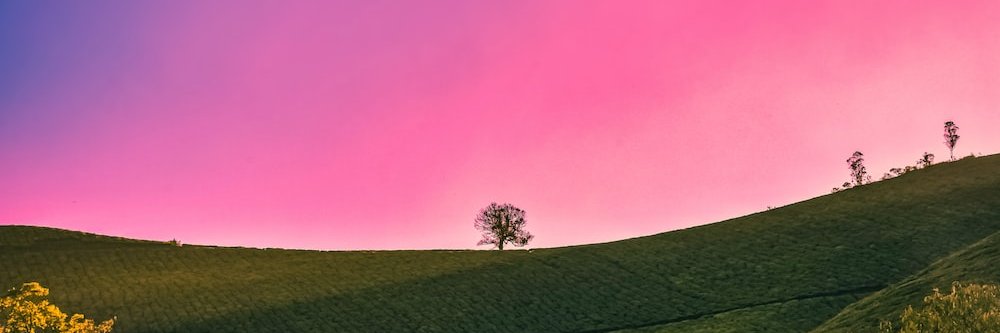rose_imy's profile banner image
