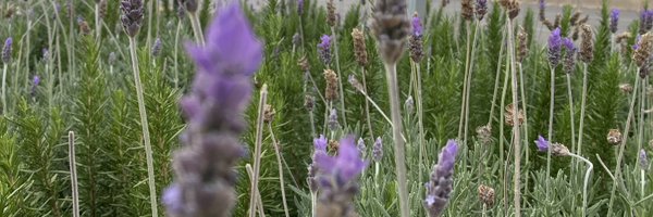 Verogs0 Profile Banner