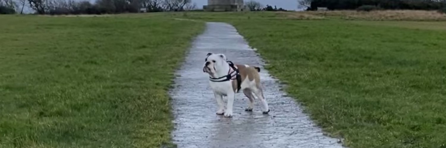 luxton_chloe's profile banner image