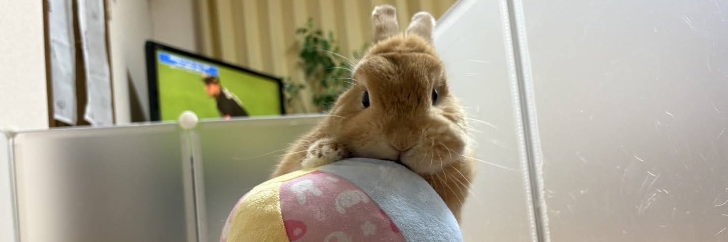 Aちゃん💊@生体腎移植済 banner