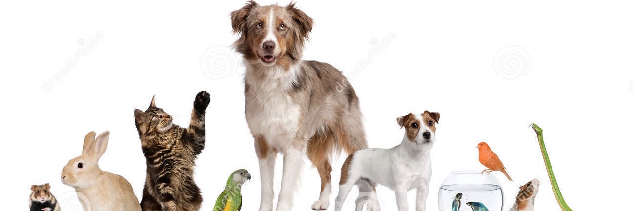 pubitypets's profile banner image