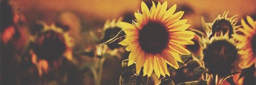 Miss Read 📖 banner