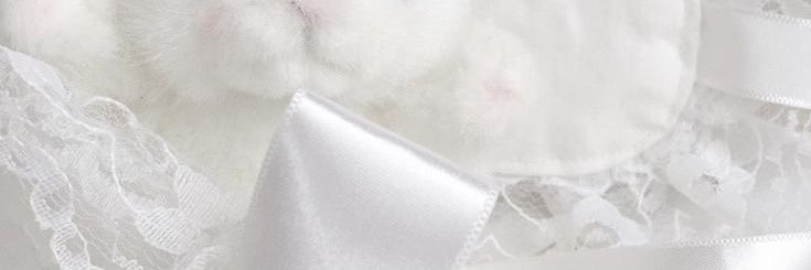 bubblebearrrr_'s profile banner image