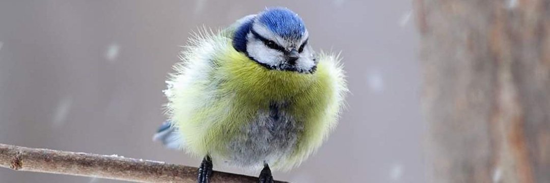 ✙Mariko✙ banner