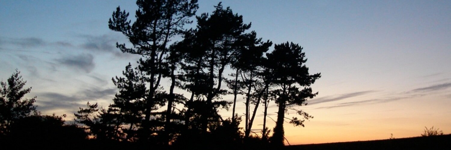 purplecanute's profile banner image