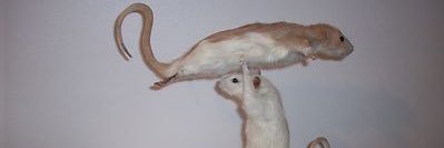 spicygrem's profile banner image