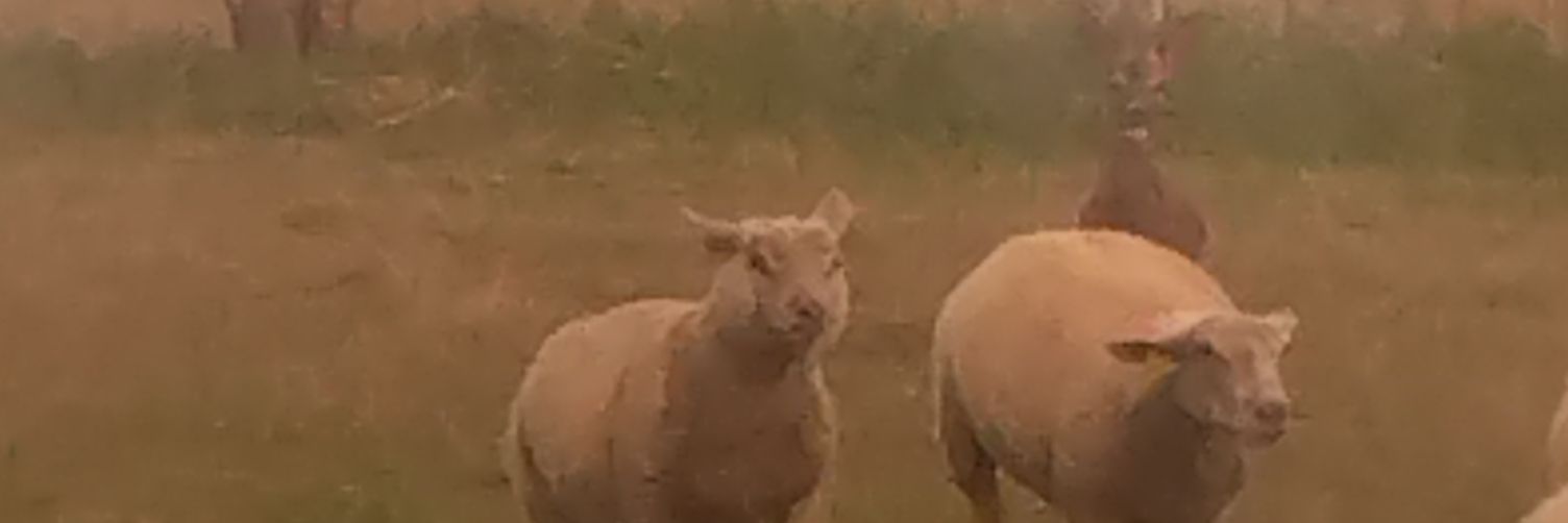 yohan billon❤️🇫🇷🍷🍗🍖 banner