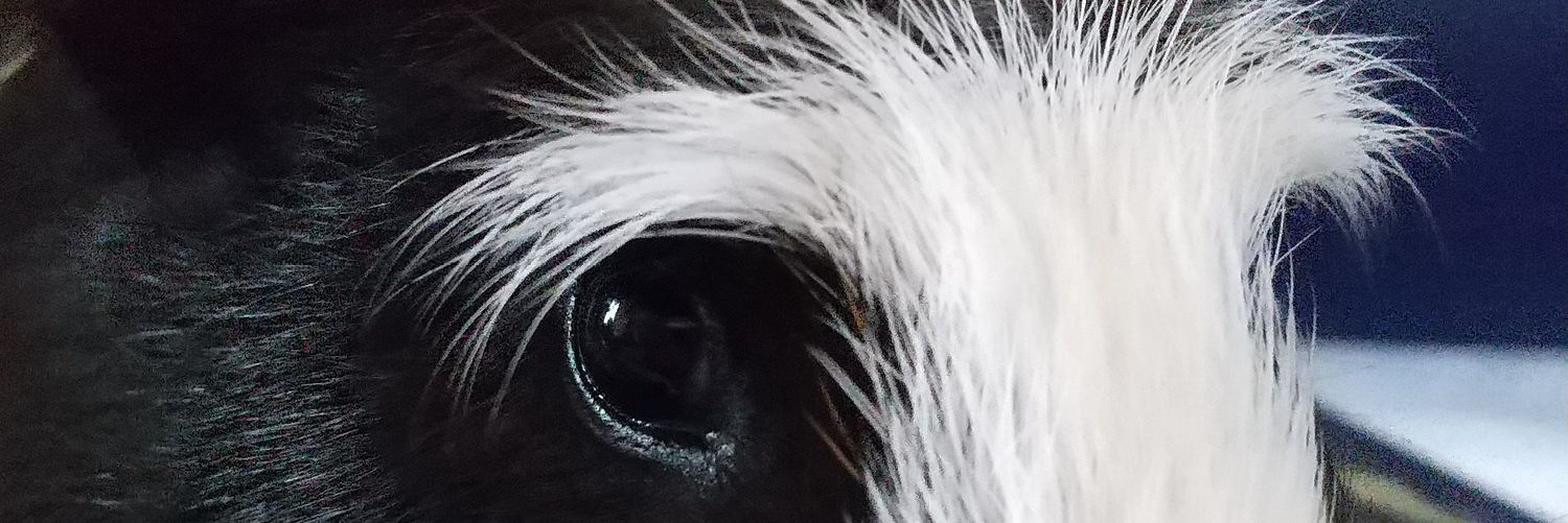 もるぱんだ banner