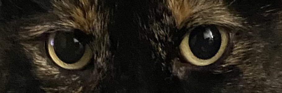 Little cat's banner