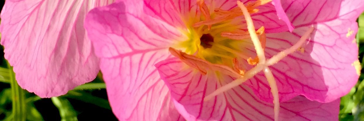 Tulip🌷🌷🌷's banner