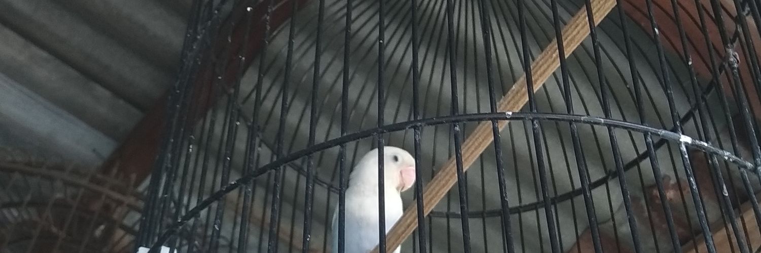 GalllllGalll's profile banner image