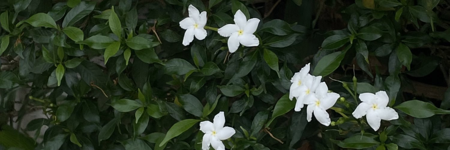 / banner