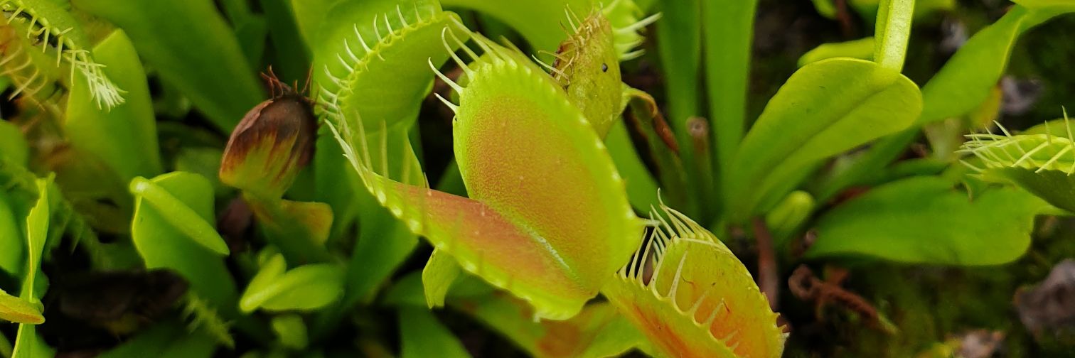 Finneas & Frieda, The Frenchie Connection banner