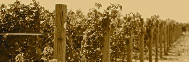 Caprio Cellars banner