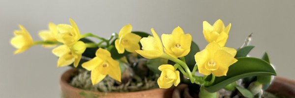 rdbms1013 Profile Banner