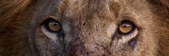 ✞ KAMERON THORNTON ✞ banner