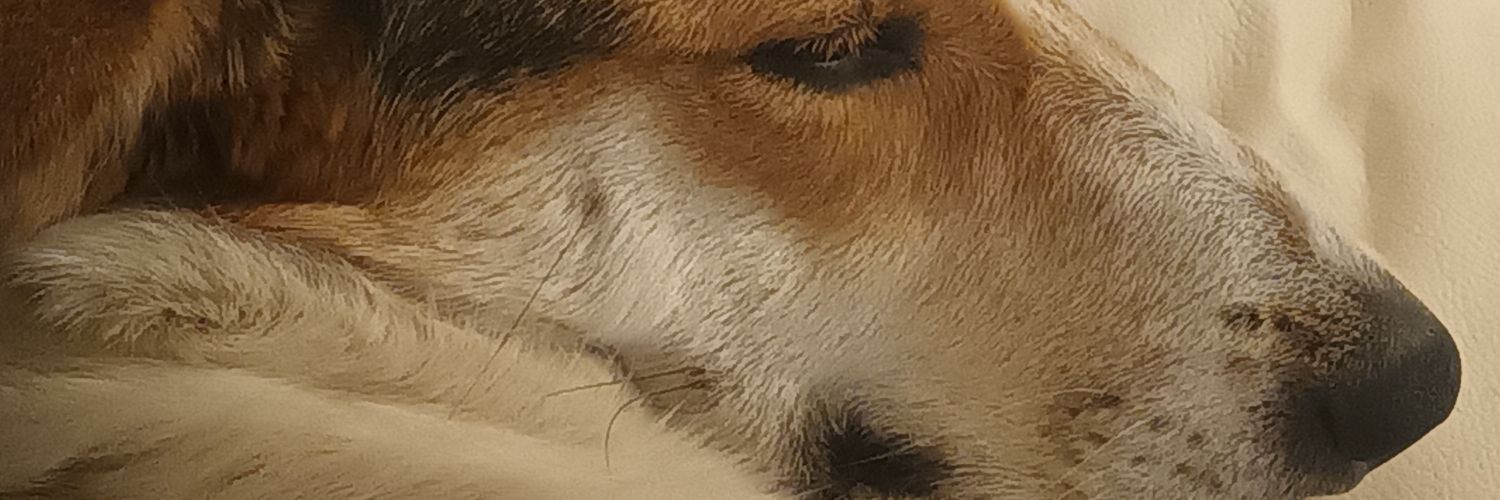antonellambo's profile banner image