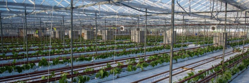 Welgro Produce banner