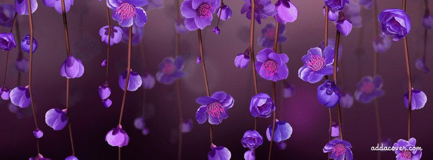 pathirds's profile banner image