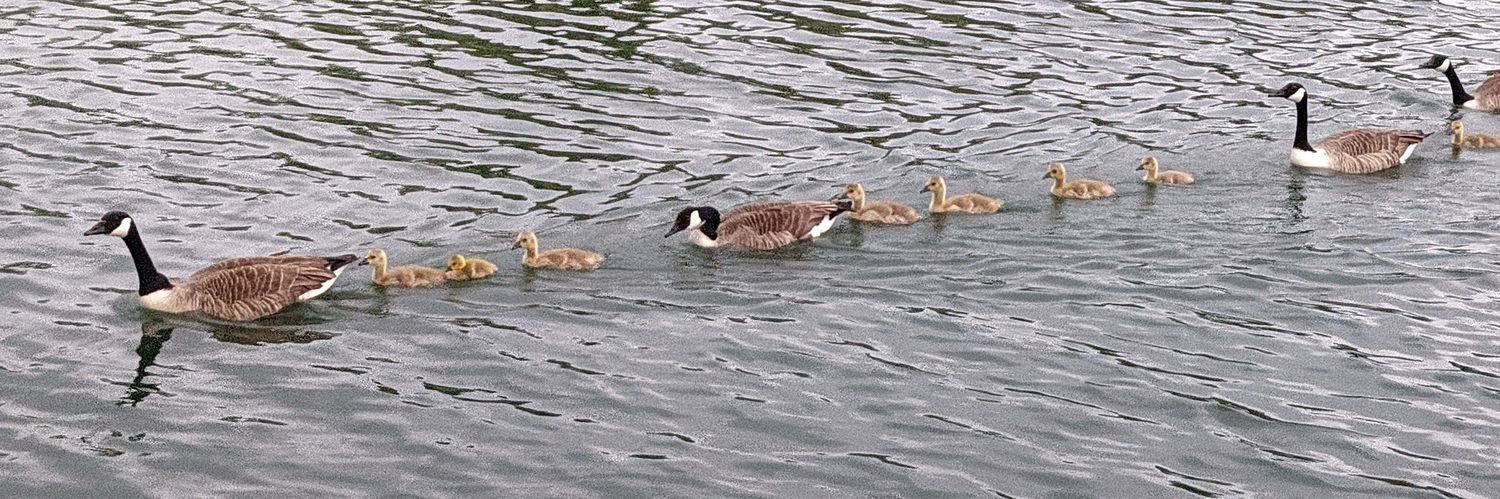 Pascal Terjan banner