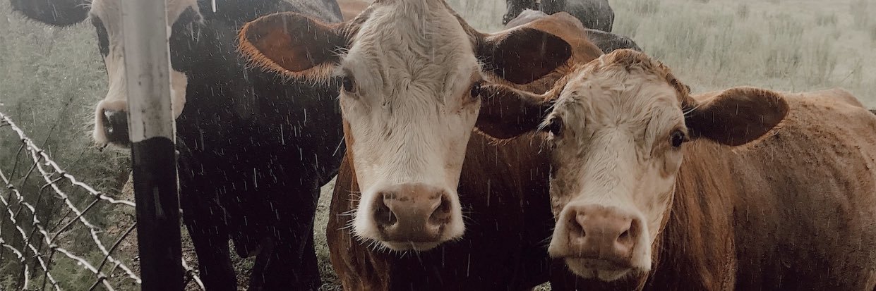 AbbyMurrell4's profile banner image