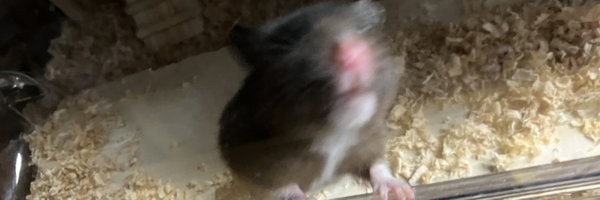 happa_free Profile Banner