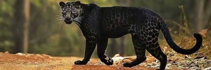 3rn3sto7384's profile banner image