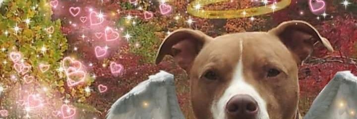 Happy Pit Keller banner