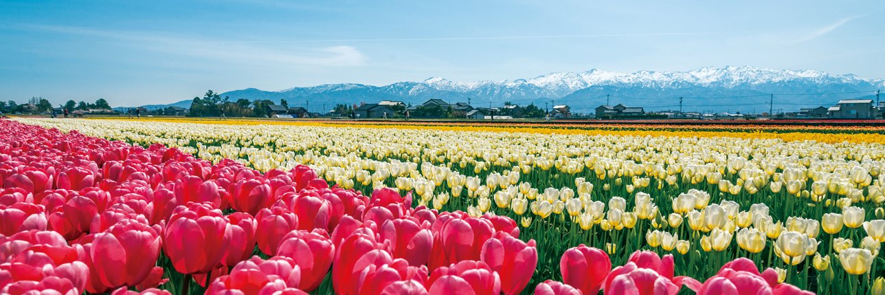 🌷にゅうぜんフラワーロード🌷 banner