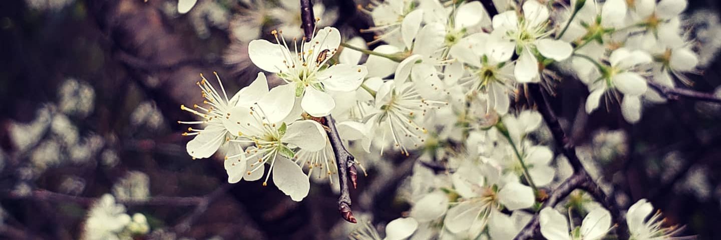 𝚃𝚘𝚘𝚗𝚢𝙲𝚛𝚢𝚙𝚝𝚒𝚍 banner