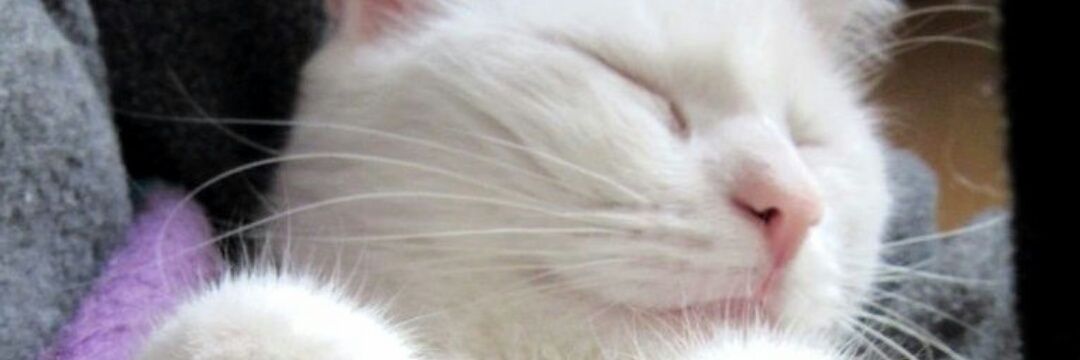 🦋 Nourhan banoty 🦋 banner